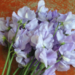 Load image into Gallery viewer, Sweet Pea, 'Bristol'
