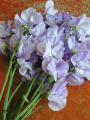 Load image into Gallery viewer, Sweet Pea, 'Bristol'
