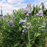 Load image into Gallery viewer, Sweet Pea, 'Bristol'
