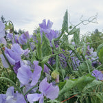 Load image into Gallery viewer, Sweet Pea, 'Bristol'
