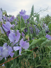 Load image into Gallery viewer, Sweet Pea, 'Bristol'

