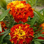 Load image into Gallery viewer, Marigold, 'French Brocade'
