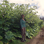 Load image into Gallery viewer, Burdock, 'Takinogawa'
