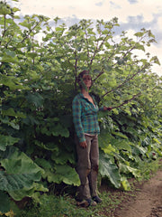 Load image into Gallery viewer, Burdock, 'Takinogawa'
