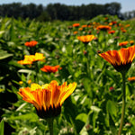 Load image into Gallery viewer, Calendula Mix
