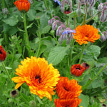 Load image into Gallery viewer, Calendula Mix
