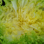 Load image into Gallery viewer, Curly Endive, 'Capriccio'
