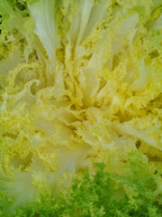 Load image into Gallery viewer, Curly Endive, 'Capriccio'
