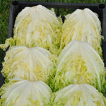 Load image into Gallery viewer, Curly Endive, 'Capriccio'
