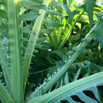 Load image into Gallery viewer, Cardoon, 'Gobbo di Nizza'

