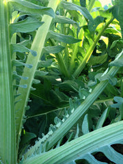 Load image into Gallery viewer, Cardoon, 'Gobbo di Nizza'
