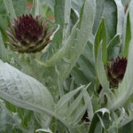 Load image into Gallery viewer, Cardoon, 'Gobbo di Nizza'
