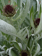 Load image into Gallery viewer, Cardoon, 'Gobbo di Nizza'
