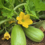 Load image into Gallery viewer, Carosello, 'Leccese Light Green'
