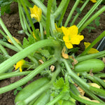 Load image into Gallery viewer, Carosello, 'Leccese Light Green'
