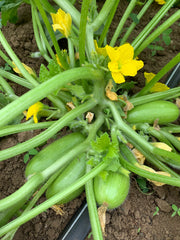 Load image into Gallery viewer, Carosello, 'Leccese Light Green'
