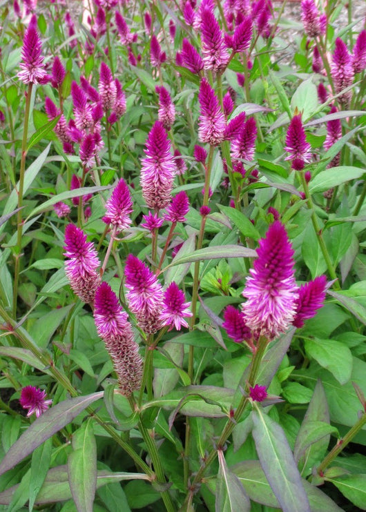 celosia asian garden seeds Celosia, 'Ruby Parfait'