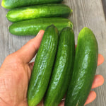 Load image into Gallery viewer, Cucumber, 'Çengelköy'
