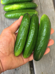 Load image into Gallery viewer, Cucumber, 'Çengelköy'
