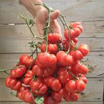 Load image into Gallery viewer, Tomato, 'Ceylon'
