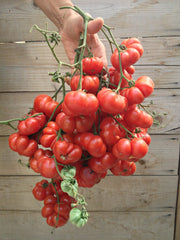 Load image into Gallery viewer, Tomato, 'Ceylon'
