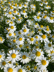 Load image into Gallery viewer, German Chamomile
