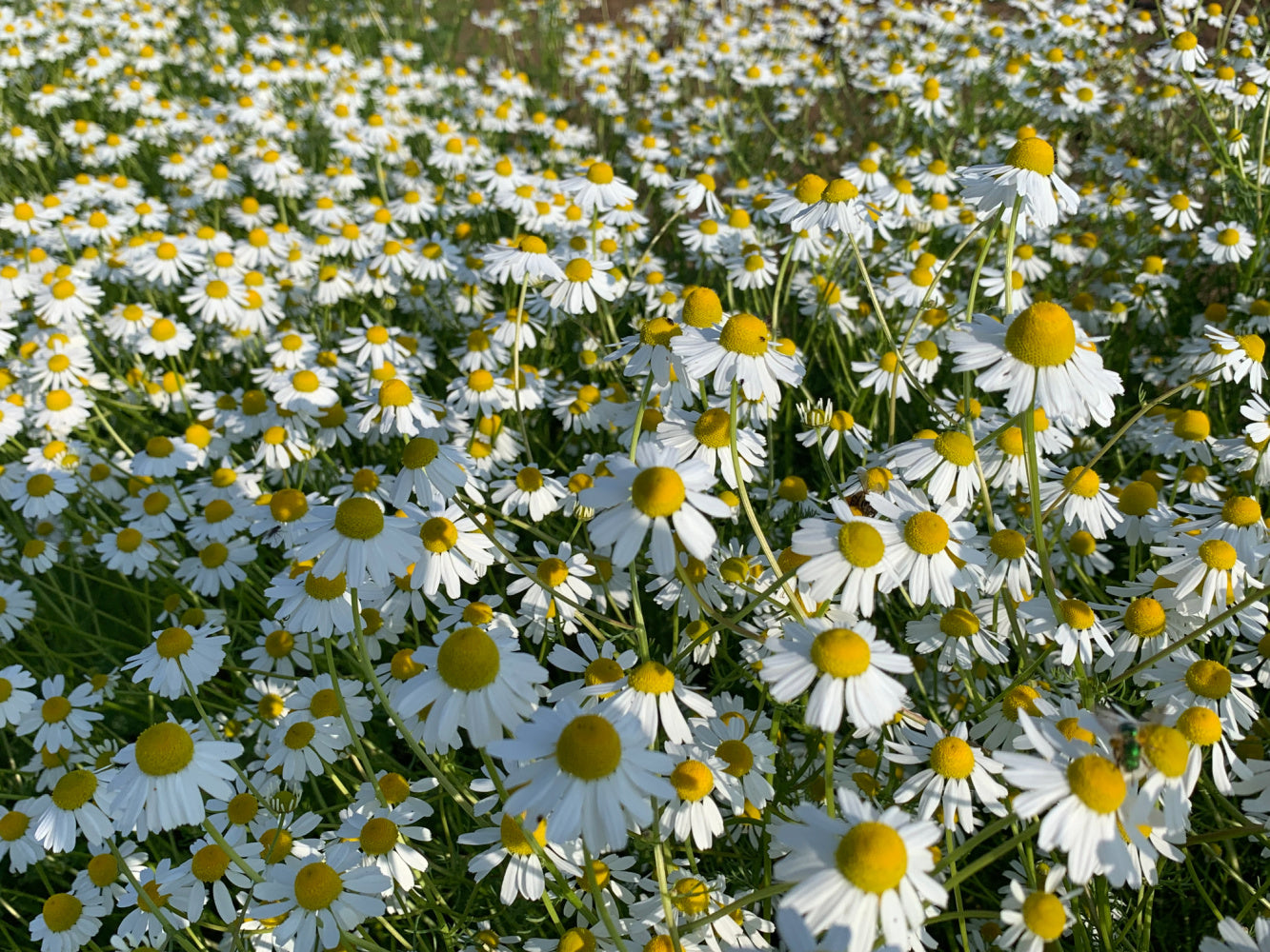 planting german chamomile seeds German Chamomile