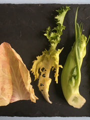 Load image into Gallery viewer, Curly Endive, 'Bellesque'
