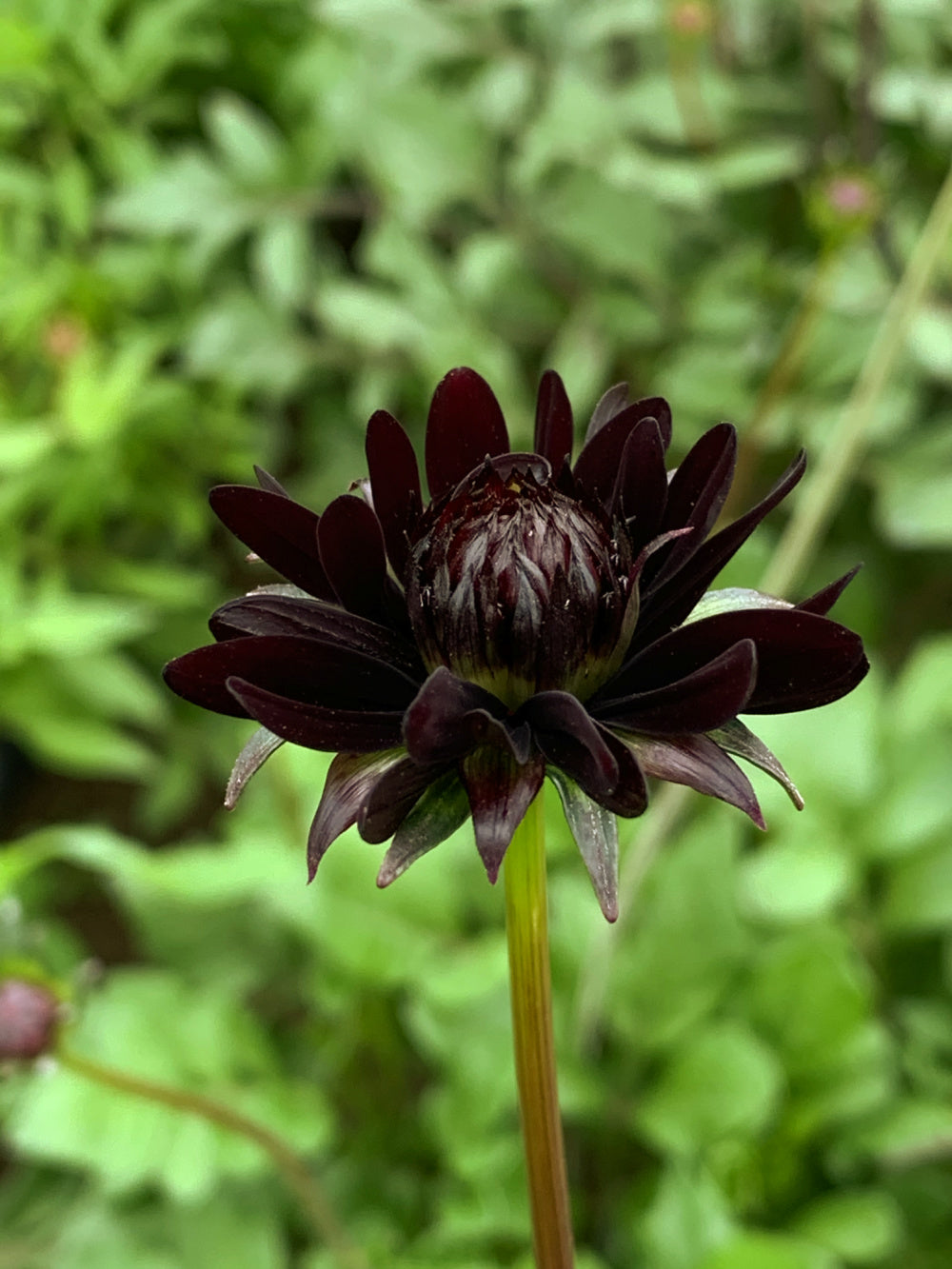 chocolate cosmos flower seeds Cosmos, 'Chocolate'