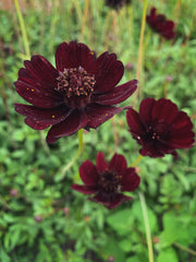 Load image into Gallery viewer, Cosmos, 'Chocolate'
