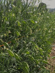 Load image into Gallery viewer, Cicerchia
