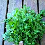 Load image into Gallery viewer, Cilantro, 'Pokey Joe'
