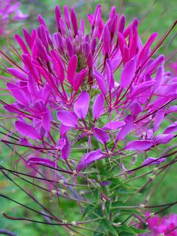 Cleome