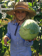 Load image into Gallery viewer, Cabbage, 'Columbia'
