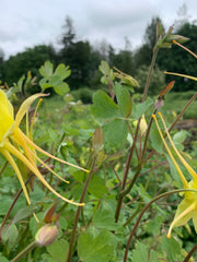 Load image into Gallery viewer, Columbine, 'Longspur'
