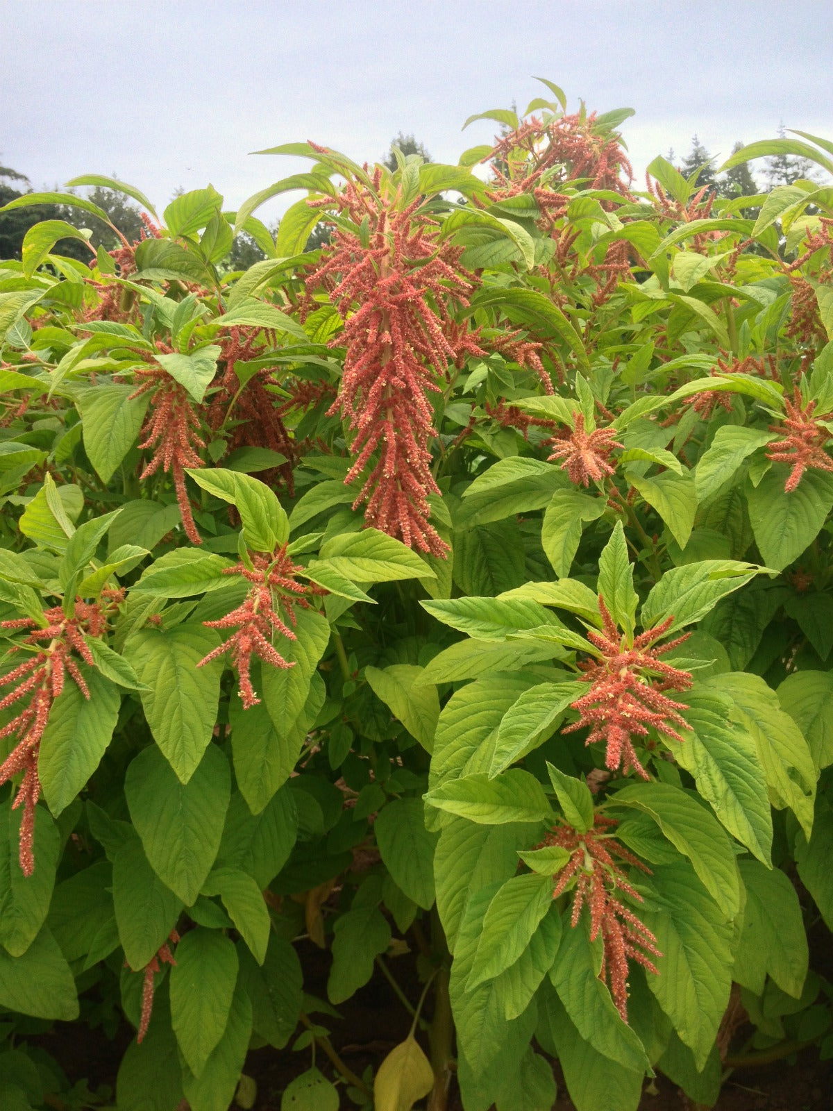 Rare Pygmy Torch Amaranthus! BEAUTIFUL RARE HEIRLOOM! 25 SEEDS! COMB. S Rare Pygmy Torch Amaranthus! BEAUTIFUL RARE HEIRLOOM! 25 SEEDS! COMB. S