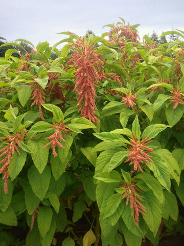 Amaranth