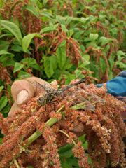Load image into Gallery viewer, Amaranth, 'Coral Fountains'
