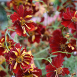 Load image into Gallery viewer, Coreopsis, 'Roulette'

