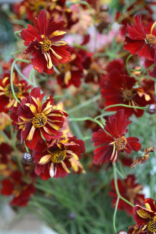 Coreopsis