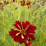 Load image into Gallery viewer, Coreopsis, 'Roulette'
