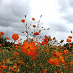 Load image into Gallery viewer, Cosmos, 'Diablo'
