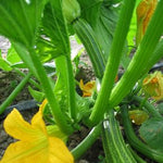 Load image into Gallery viewer, Zucchini, 'Costata Romanesco'
