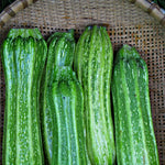 Load image into Gallery viewer, Zucchini, 'Costata Romanesco'
