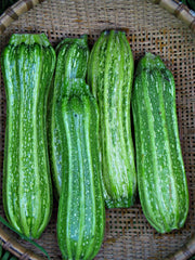 Load image into Gallery viewer, Zucchini, 'Costata Romanesco'
