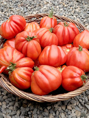 Load image into Gallery viewer, Tomato, 'Cuor di Bue Albenga'
