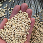 Load image into Gallery viewer, Cowpea, 'Fast Lady Northern/Southern Pea'
