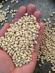 Load image into Gallery viewer, Cowpea, 'Fast Lady Northern/Southern Pea'
