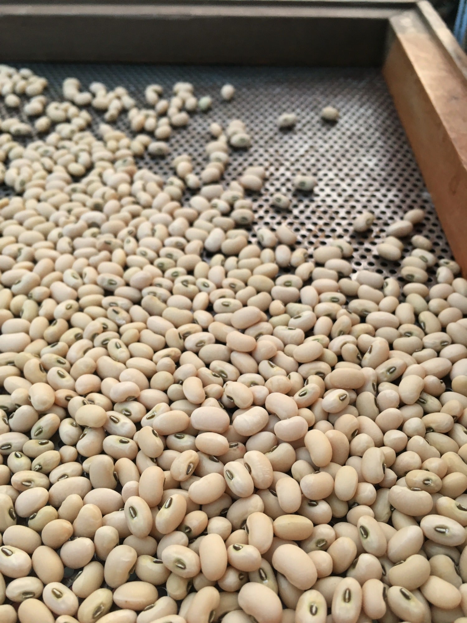 cowpea plant seeds Cowpea, 'Fast Lady Northern/Southern Pea'