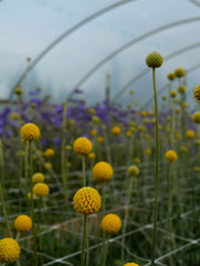 Load image into Gallery viewer, Craspedia, 'Sun Ball'
